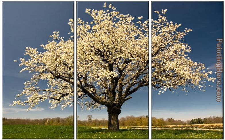 Blossom painting - landscape Blossom art painting