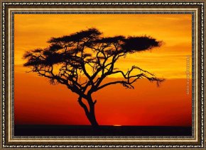Trees Framed Paintings - Sunset tree by 2010
