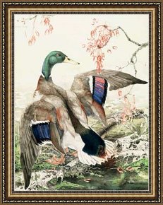Mallard Duck Framed Paintings - Mallard Duck by 2011