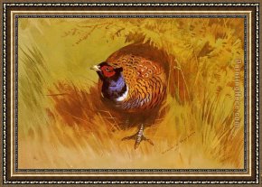 Flushing a Pheasant Framed Paintings - A Cock Pheasant by Archibald Thorburn