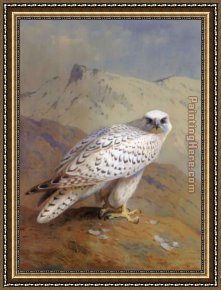 Archibald Thorburn Framed Paintings - A Greenland or Gyr Falcon by Archibald Thorburn