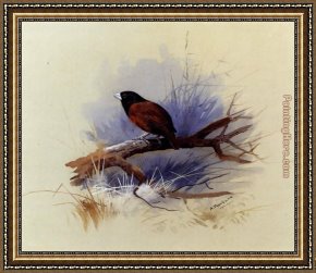 Archibald Thorburn Framed Paintings - A Nepalese black headed nun in the branch of a tree by Archibald Thorburn