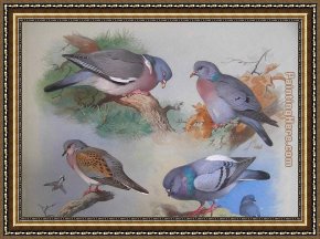 A Picnic Before The Woods Framed Paintings - A Wood Pigeon A Stock Dove A Turtle Dove A Rock Pigeon by Archibald Thorburn