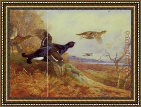 Flight Framed Paintings - Blackgame in Flight by Archibald Thorburn