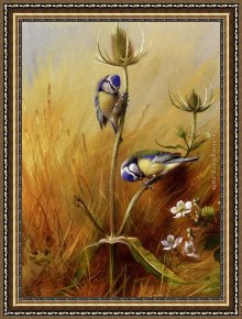 Archibald Thorburn Framed Paintings - Bluetits On A Teasel by Archibald Thorburn