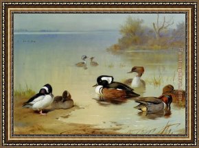 Mallard Duck Framed Paintings - Buffel headed duck American green winged teal and hooded merganser by Archibald Thorburn