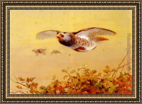 Flight Framed Paintings - English Partridge In Flight by Archibald Thorburn