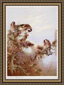 Archibald Thorburn Framed Paintings - Goldfinches on Thistles by Archibald Thorburn