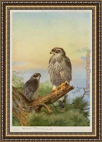 Archibald Thorburn Framed Paintings - Goshawk by Archibald Thorburn