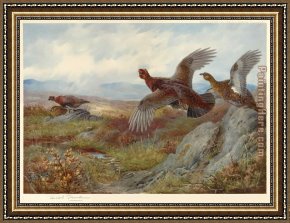 Archibald Thorburn Framed Paintings - Grouse Over the Moor by Archibald Thorburn