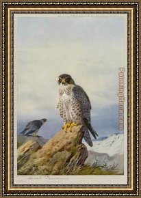 Archibald Thorburn Framed Paintings - Gyr Falcon by Archibald Thorburn