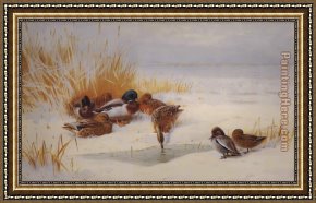 Pintail Teal And Wigeon on The Seashore Framed Paintings - Mallard and Teal by Archibald Thorburn