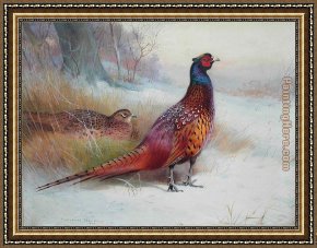Flushing a Pheasant Framed Paintings - Old English Pheasant by Archibald Thorburn