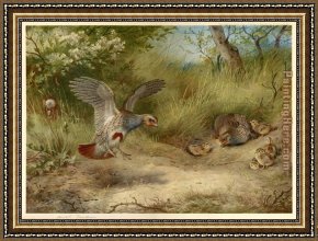 Archibald Thorburn Framed Paintings - Partridges and Young by Archibald Thorburn