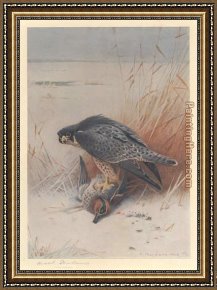 Pintail Teal And Wigeon on The Seashore Framed Paintings - Peregrine Falcon on Teal by Archibald Thorburn
