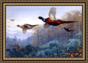 Flight Framed Paintings - Pheasants in Flight by Archibald Thorburn