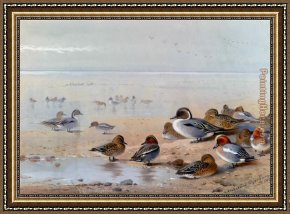 The Seashore Framed Paintings - Pintail Teal And Wigeon On The Seashore by Archibald Thorburn