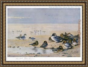 Pintail Teal And Wigeon on The Seashore Framed Paintings - Pintail Wigeon and Teal by Archibald Thorburn