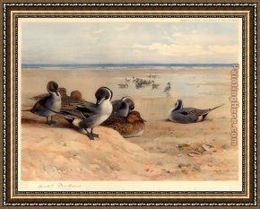 Pintail Teal And Wigeon on The Seashore Framed Paintings - Pintails on the Shore by Archibald Thorburn