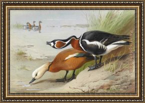 Archibald Thorburn Framed Paintings - Ruddy Shelduck and Red Breasted Goose by Archibald Thorburn