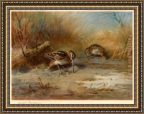 Archibald Thorburn Framed Paintings - Snipe Probing by Archibald Thorburn