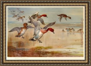 Pintail Teal And Wigeon on The Seashore Framed Paintings - Wigeon Alighting by Archibald Thorburn