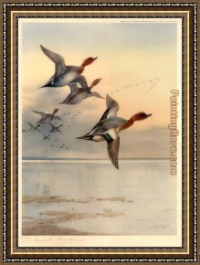 Pintail Teal And Wigeon on The Seashore Framed Paintings - Wigeon Over the Estuary by Archibald Thorburn