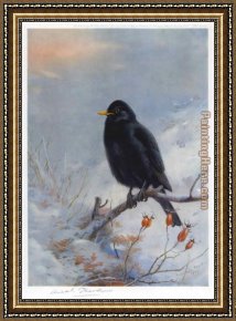Archibald Thorburn Framed Paintings - Winter Blackbird by Archibald Thorburn