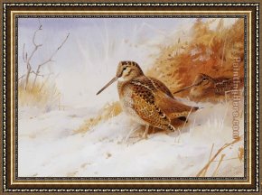 Archibald Thorburn Framed Paintings - Winter Woodcock by Archibald Thorburn
