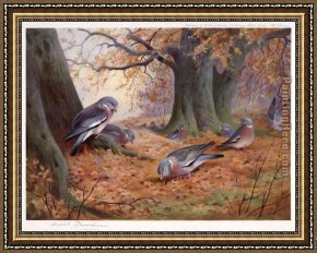 Wood Framed Paintings - Wood Pigeon on Beech Mast by Archibald Thorburn