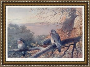Wood Framed Paintings - Wood Pigeons in Beech Tree by Archibald Thorburn