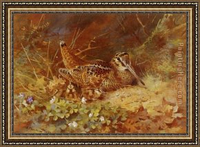 Archibald Thorburn Framed Paintings - Woodcock and Chicks by Archibald Thorburn