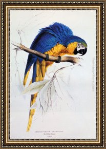 Composition II in Red Blue And Yellow Framed Paintings - Blue And Yellow Macaw by Edward Lear