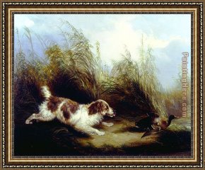 Mallard Duck Framed Paintings - Spaniel Flushing Mallard by George Armfield