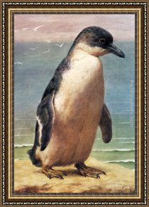 Study Framed Paintings - Study Of A Penguin by Henry Stacy Marks