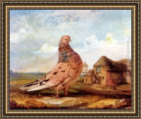 Pigeons Framed Paintings - A Fancy Pigeon by James Ward