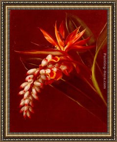 Birds Framed Paintings - Bird Of Paradise by Johan Laurentz Jensen