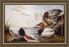 Mallard Duck Framed Paintings - Canvasback Duck by John James Audubon