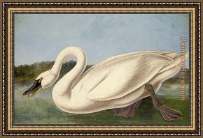 Swan Framed Paintings - Common American Swan by John James Audubon