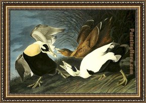 Mallard Duck Framed Paintings - Eider Duck by John James Audubon