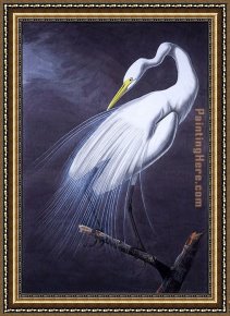 James Framed Paintings - Great Egret by John James Audubon