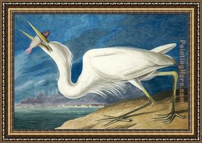 James Framed Paintings - Great White Heron by John James Audubon