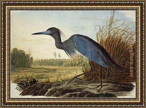 Blue Framed Paintings - Little Blue Heron by John James Audubon