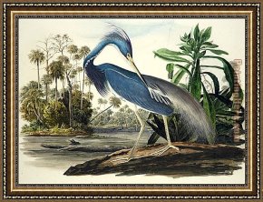 James Framed Paintings - Louisiana Heron by John James Audubon