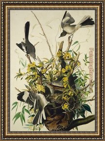 Birds Framed Paintings - Mocking Bird by John James Audubon