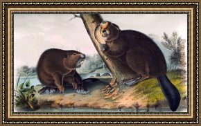 North Star Framed Paintings - North American Beaver by John James Audubon