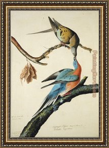 Feeding The Pigeons Framed Paintings - Passenger Pigeon by John James Audubon