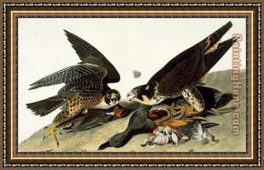 James Framed Paintings - Peregrine Falcon by John James Audubon