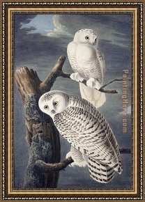 James Framed Paintings - Snowy Owl by John James Audubon