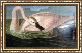Swan Framed Paintings - Swan predator by John James Audubon